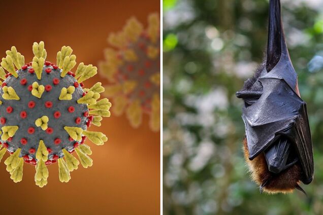 Страшнее COVID-19: в Китае обнаружили новый смертельный вирус: в Китае обнаружили новый смертельный вирус