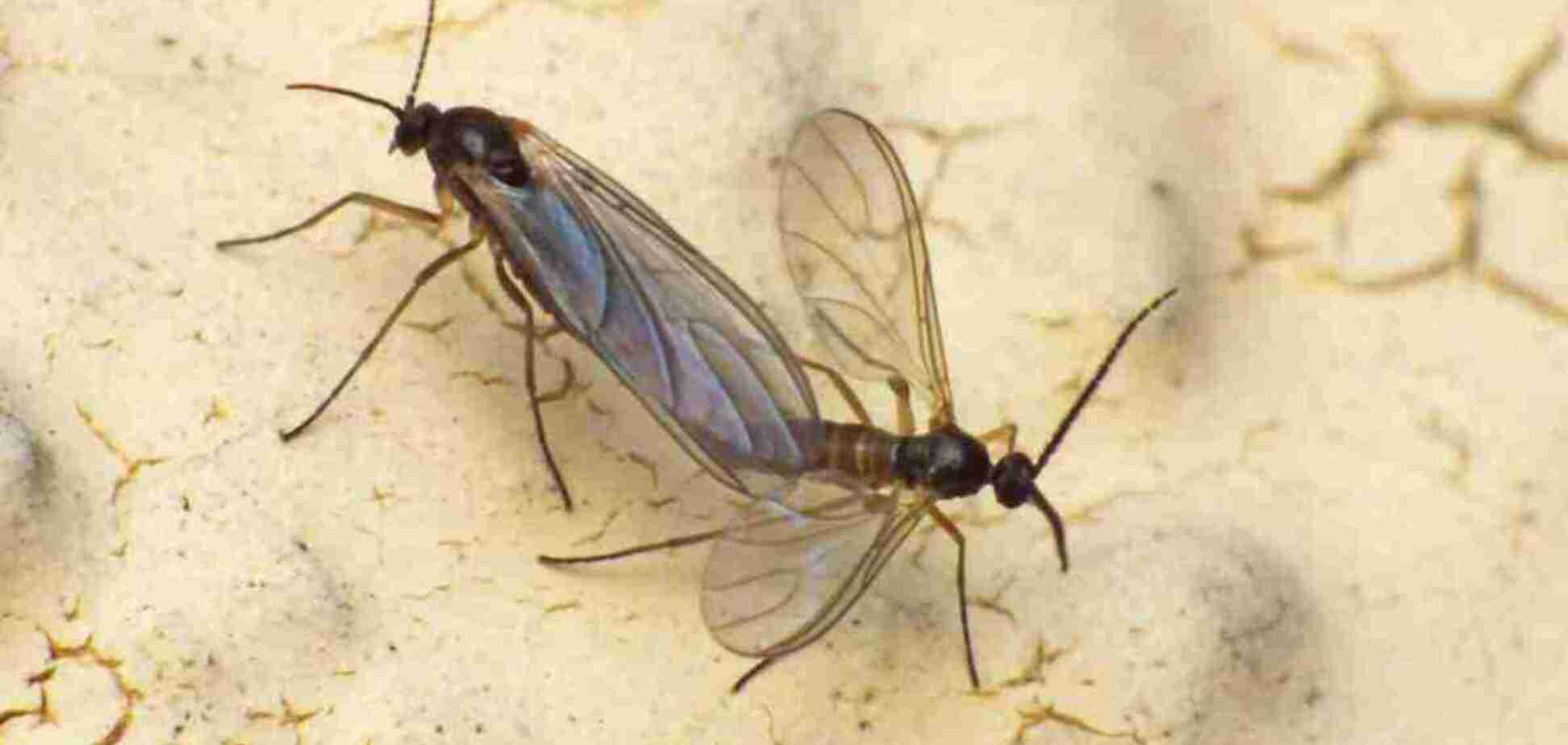 Как защитить комнатные растения от грибных комаров: проверенные способы