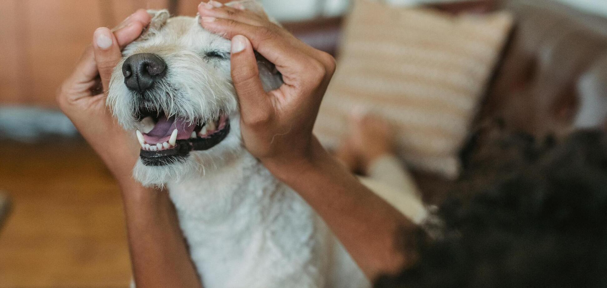 Топ-5 способів дізнатися, чи любить вас собака