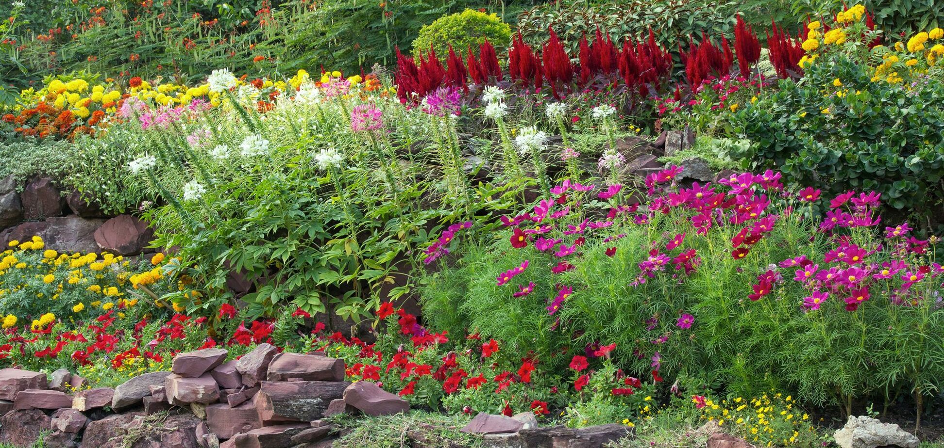 Жара не страшна: какие цветы можно сеять в июне