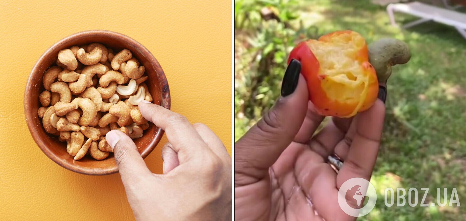 Мережу приголомшило відео, як ростуть горіхи кеш'ю: цього не знали багато людей