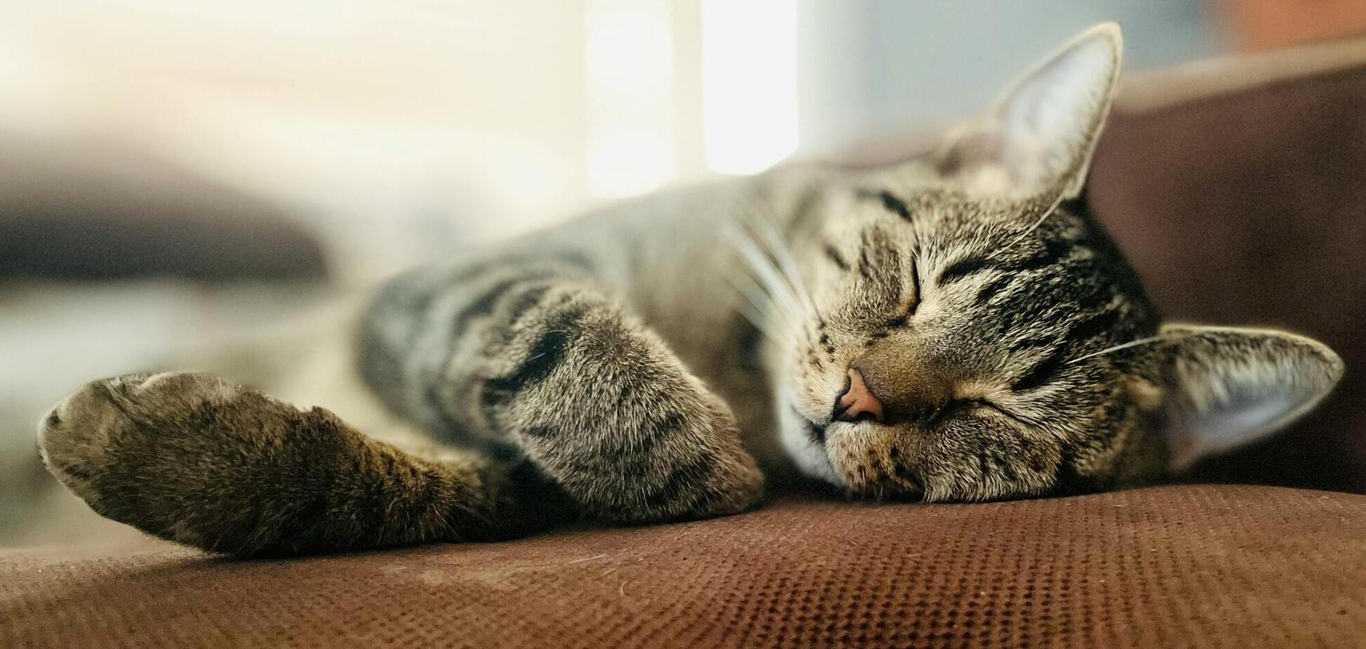 Почему коты мурлыкают: есть научное объяснение