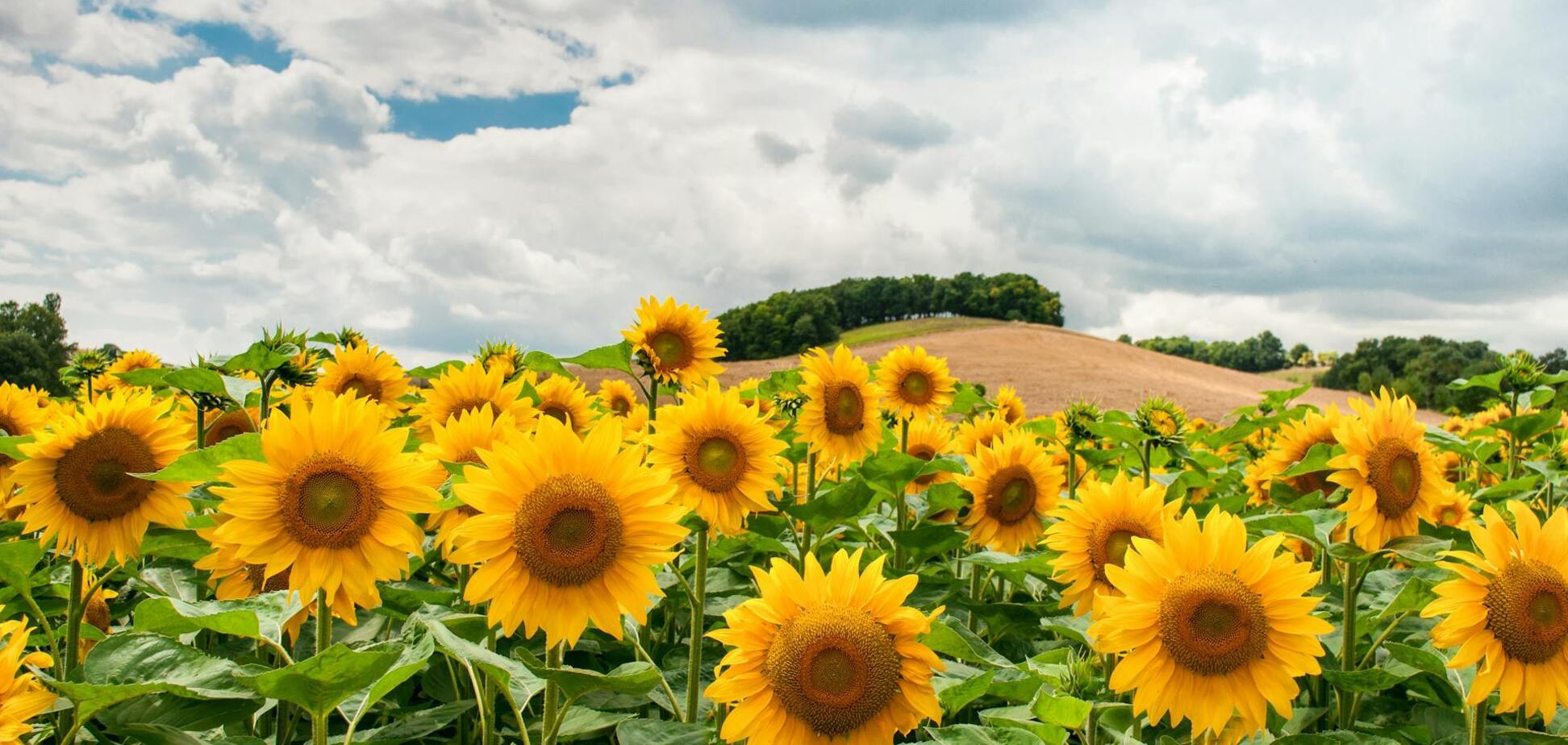 Какой праздник отмечают 11 июня в Украине: календарь событий