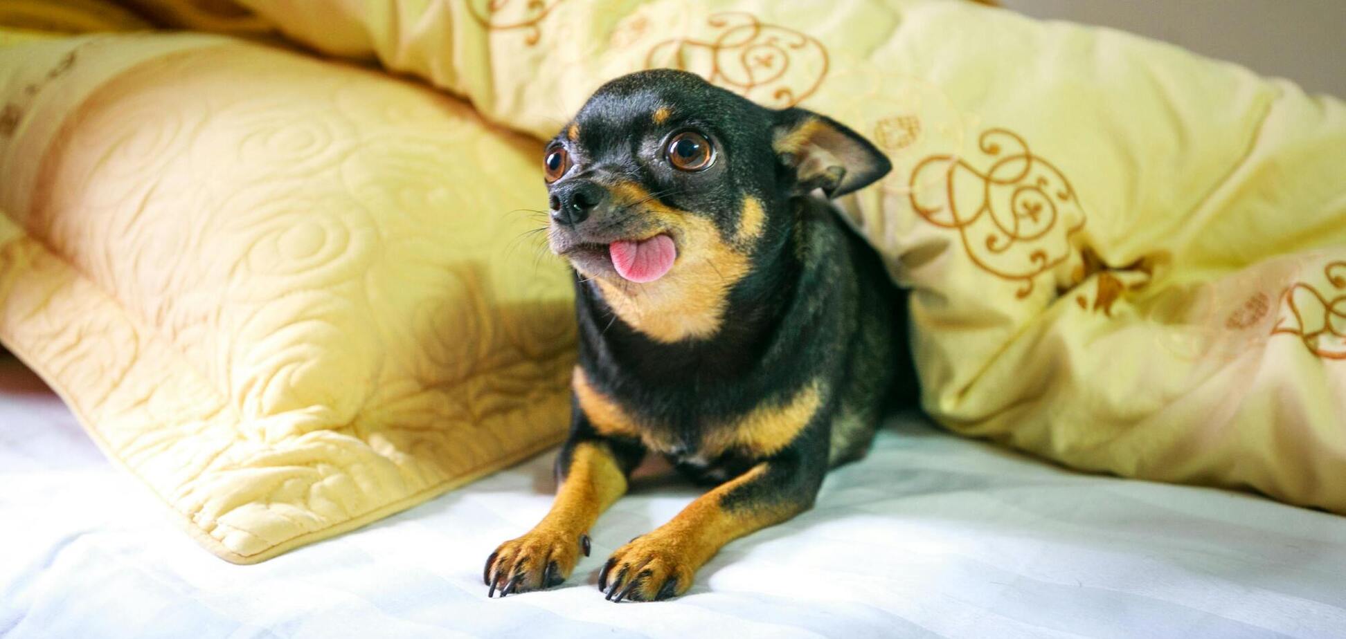 Чому собака хоче спати на подушці: неочікувана причина