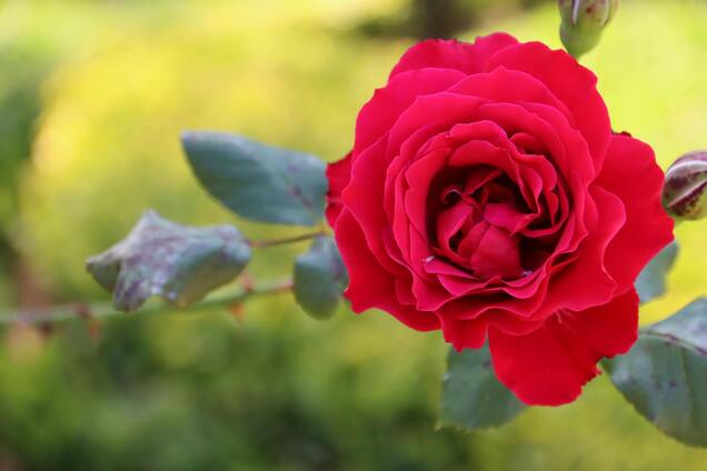 Що зробити з трояндами у червні, щоб вони цвіли все літо