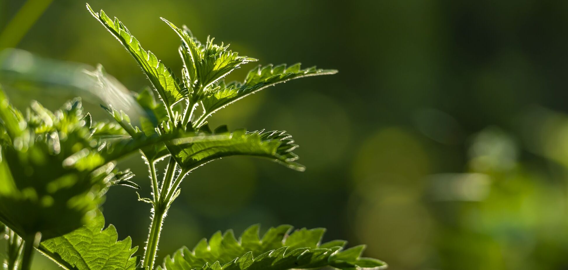 Як правильно ставити наголос у слові 'кропива': часто плутають