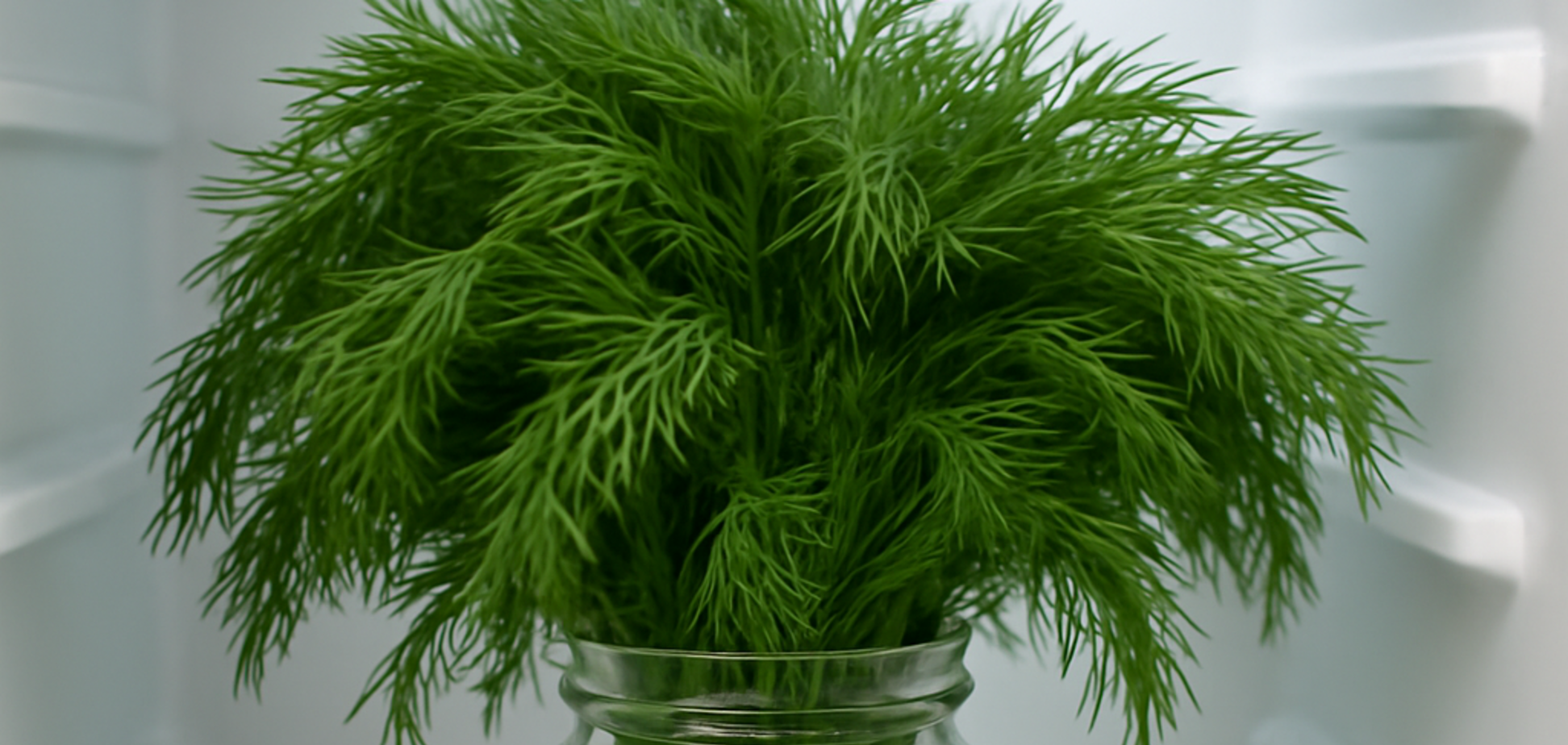 Как долго хранить укроп свежим: делимся простым и действенным лайфхаком