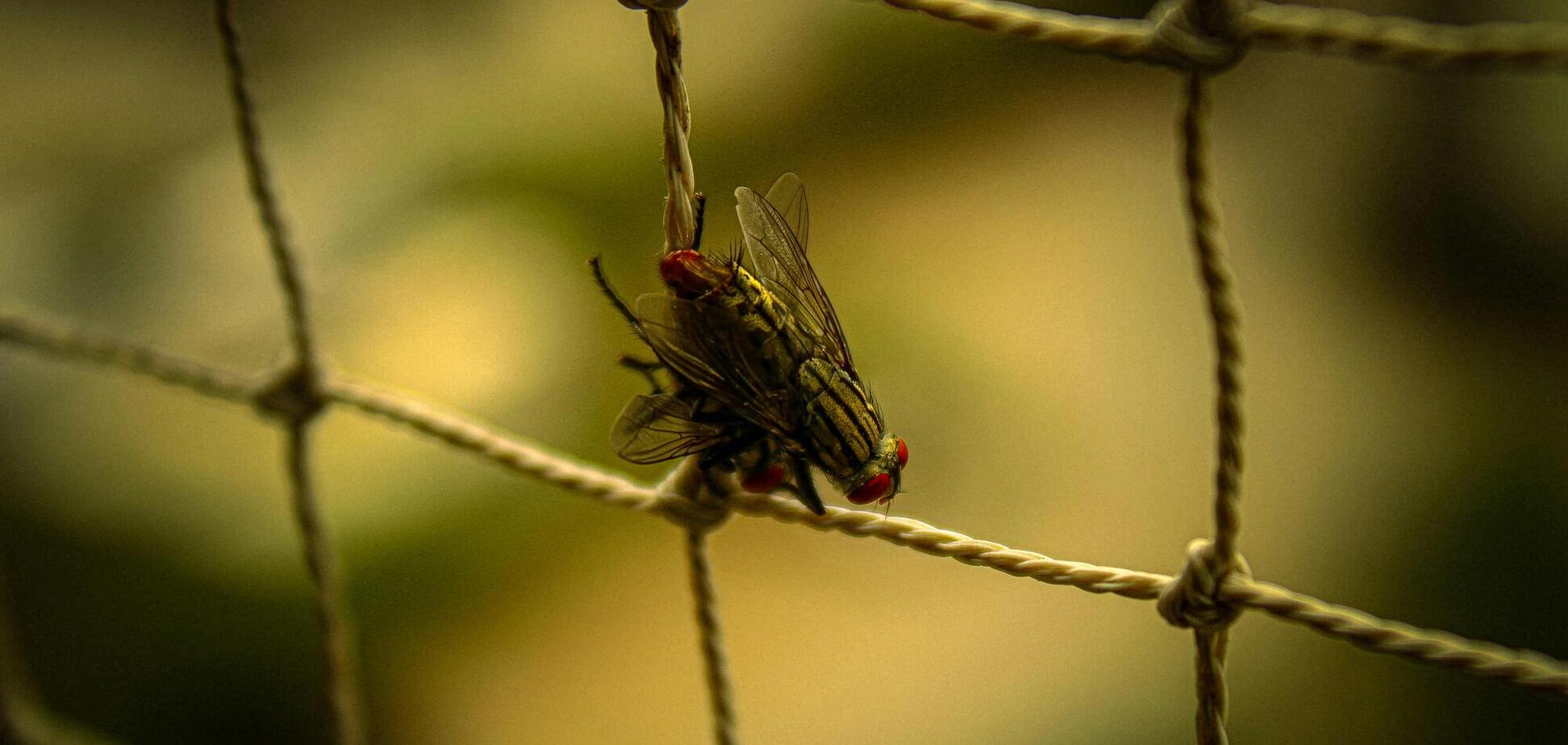 Як природним шляхом відлякати мух від будинку: цікавий спосіб