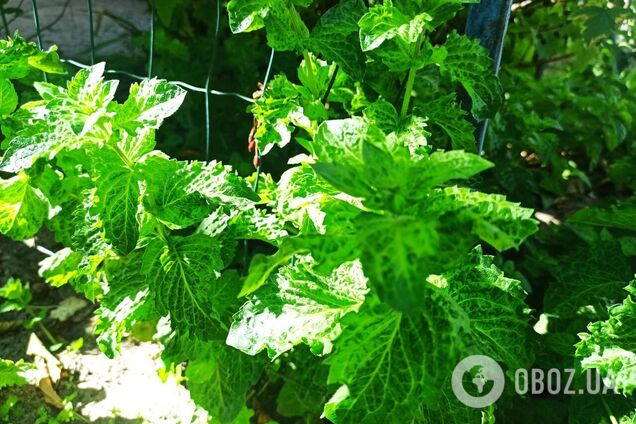 Почему мяту нельзя сажать возле овощей: объяснение