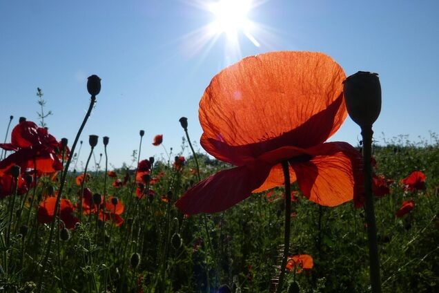 Де буде +32: синоптики дали прогноз на 14 серпня в Україні