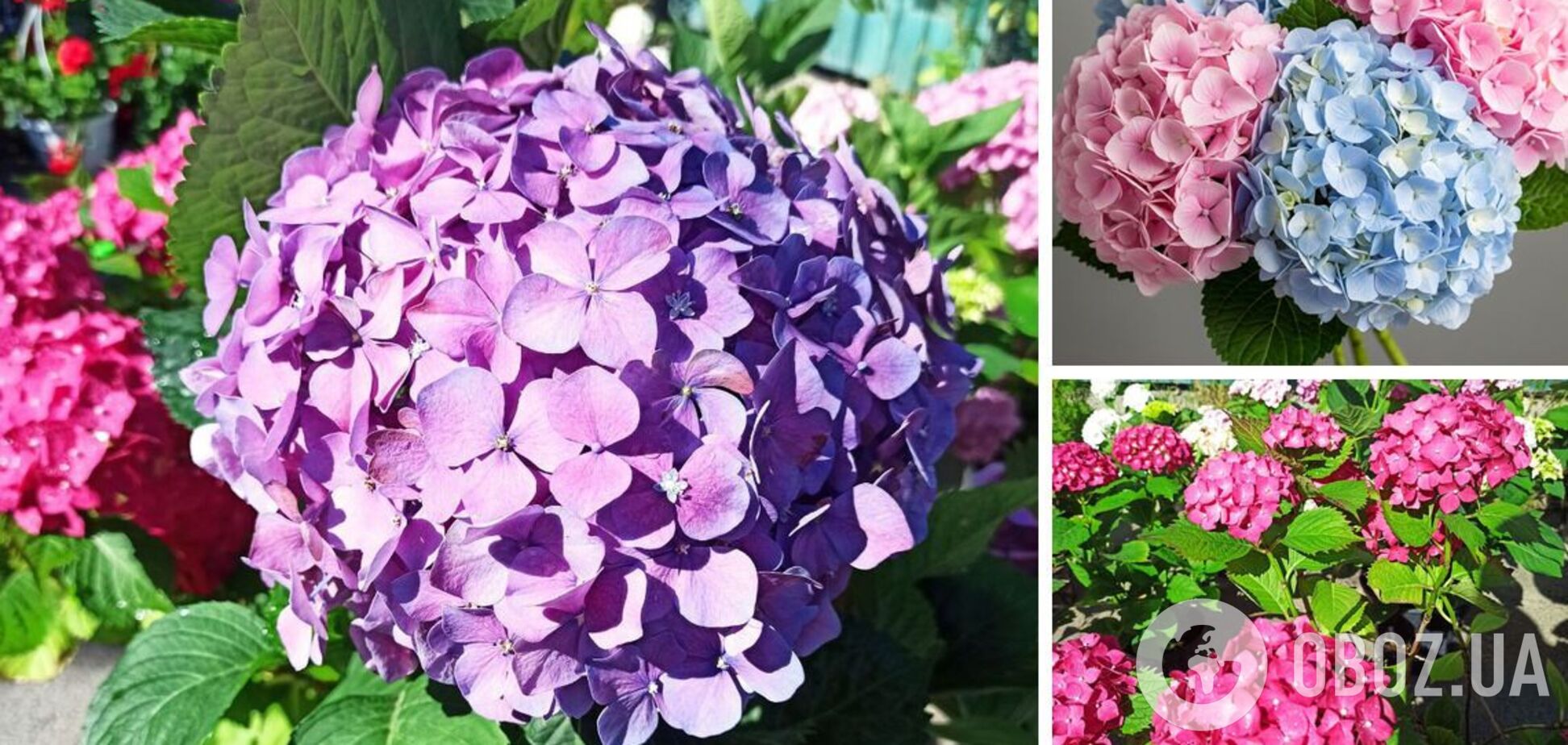 Як змінити колір гортензії на блакитний і рожевий: прості поради