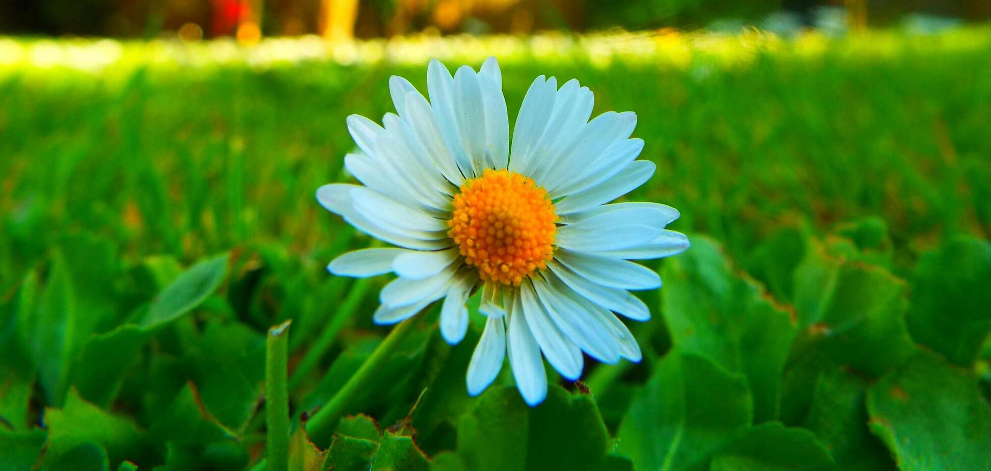 Ароматний ромашковий газон: як втілити в життя новий тренд у садівництві