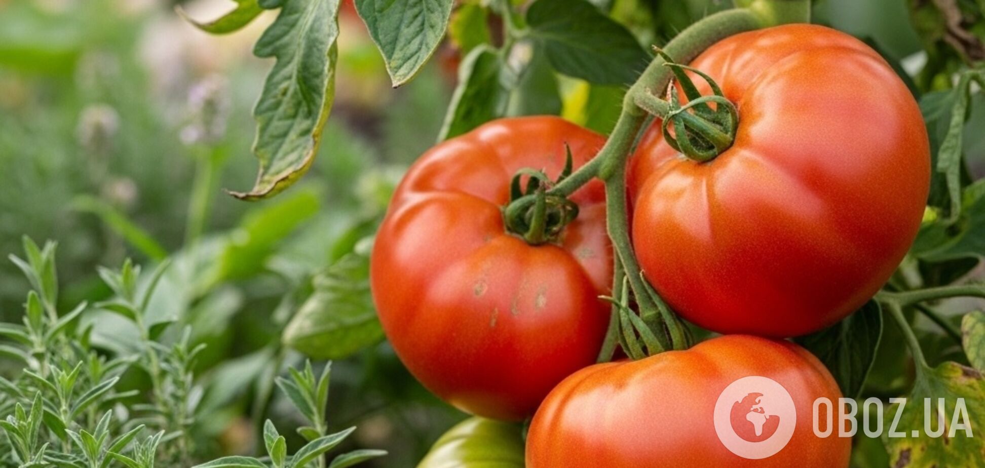 Помидоры будут крупные и сочные: простой способ подкормки