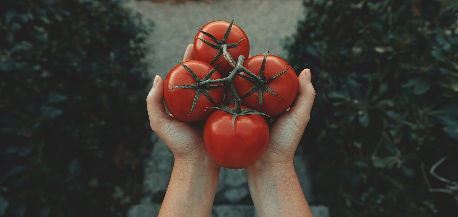 Почему вянут помидоры: как спасти кусты