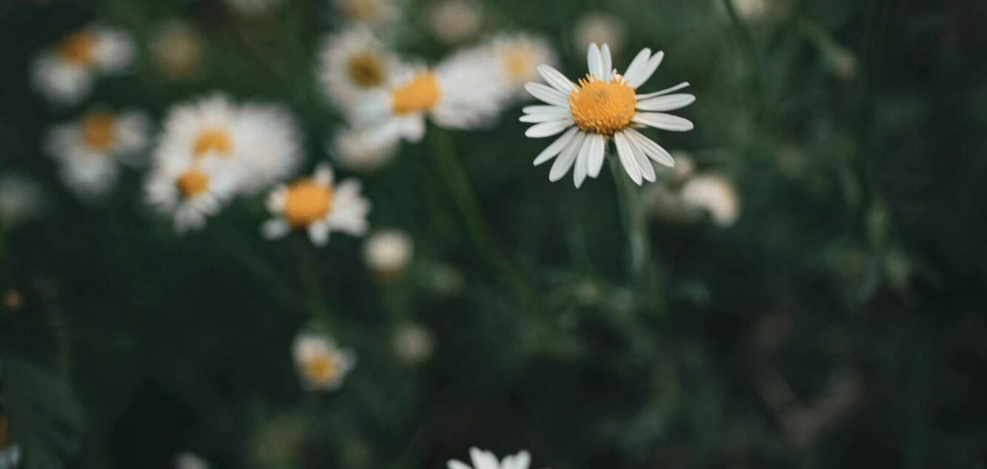 Какой праздник отмечают 16 июля в Украине: все об этом дне