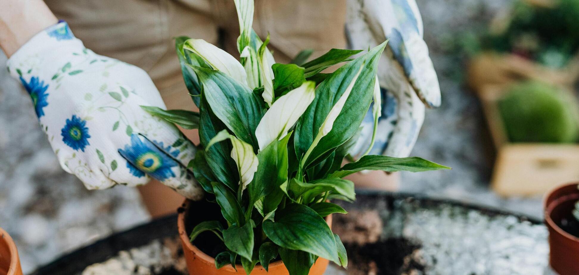 Чем полить спатифиллум для обильного цветения: простое удобрение