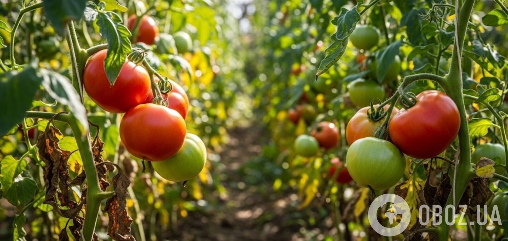 Чому скручується листя на помідорах: як вберегти кущі