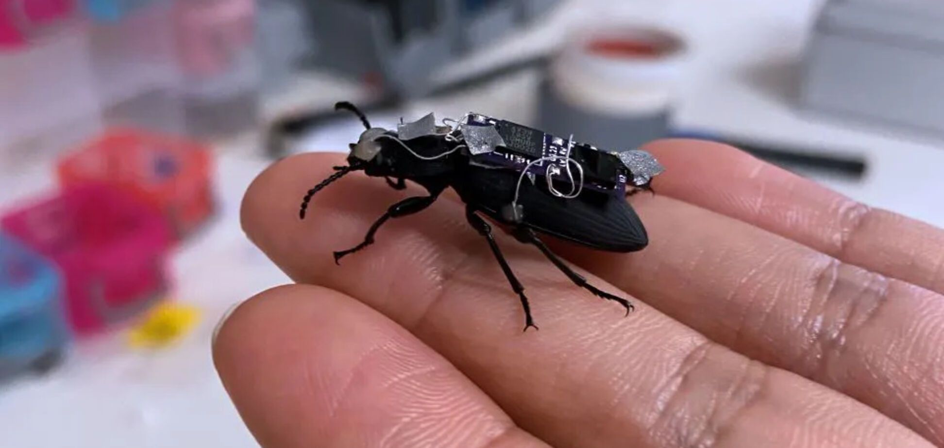 Биоинженеры создали жуков-киборгов, которые могут искать людей под завалами. Фото