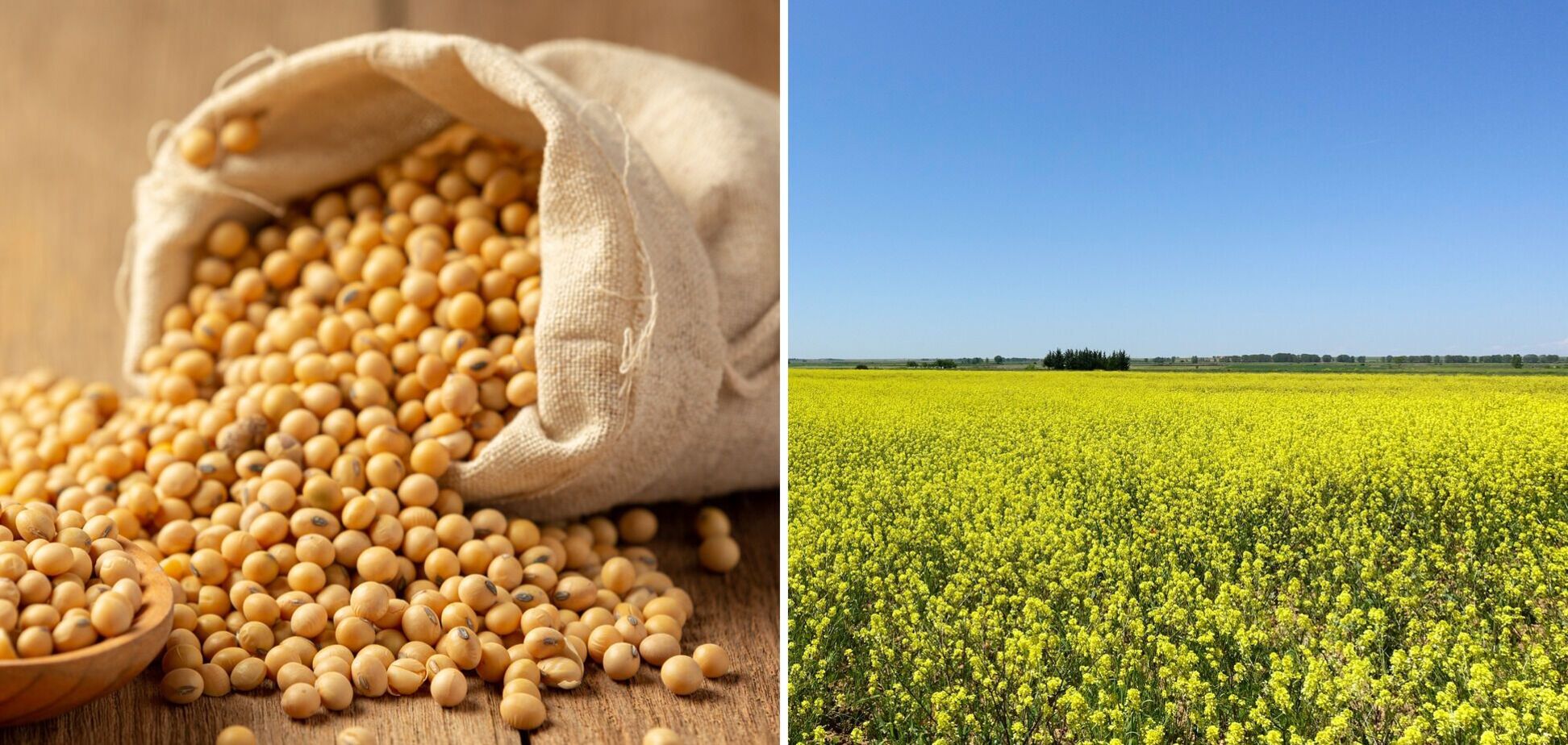 Поле рапса и урожай сои. Иллюстрация