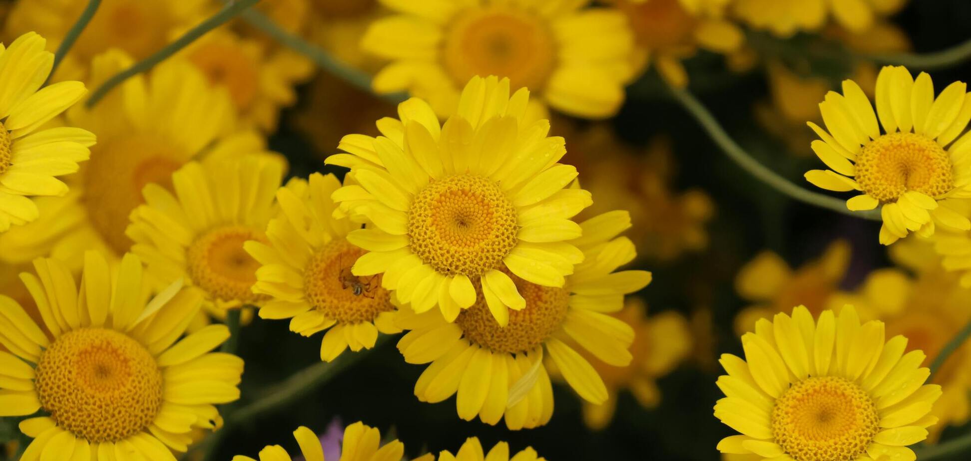 Що зробити у саду у липні, щоб отримати повторне цвітіння влітку: ефективні поради