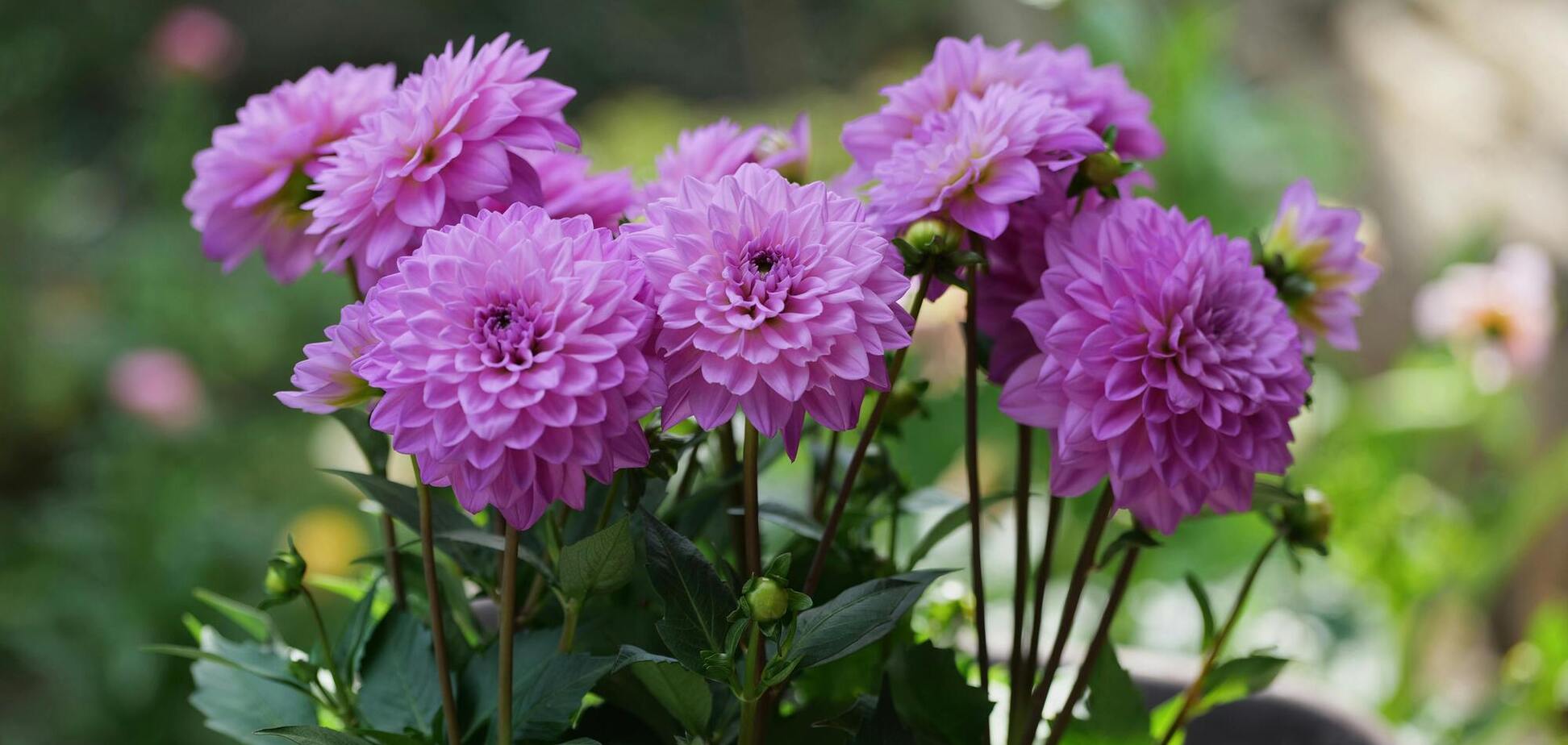 Как и где правильно сажать георгины: советы экспертов