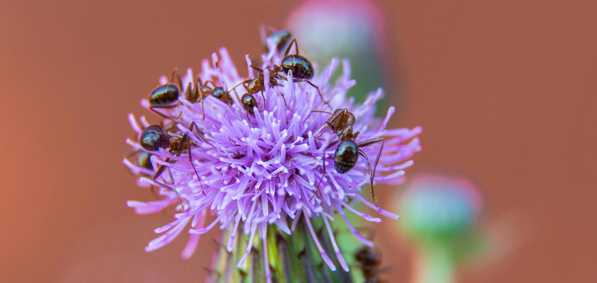 Как избавиться от муравьев в доме: поможет обычная специя