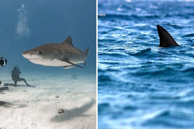 Предпочитает легкую добычу: что известно об одной из самых опасных для человека рыб