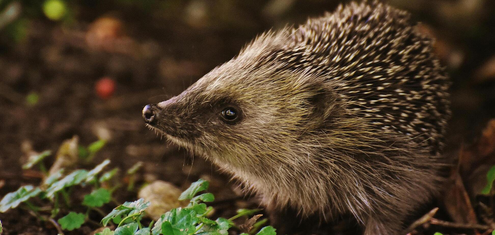 Садоводов призвали оставлять миски с кормом для собак в саду: в чем дело