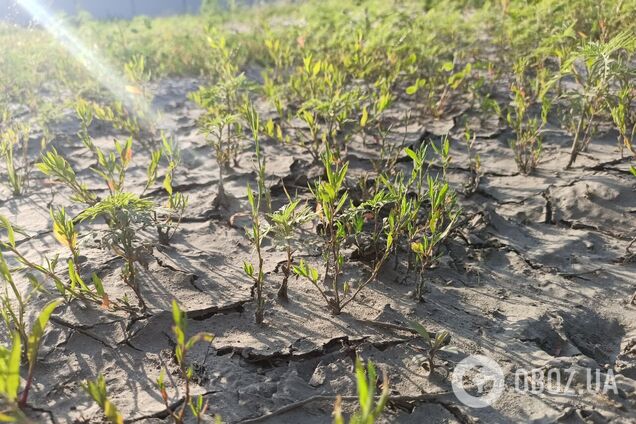 Почему ускорилось глобальное потепление: ученые указали на неожиданную причину