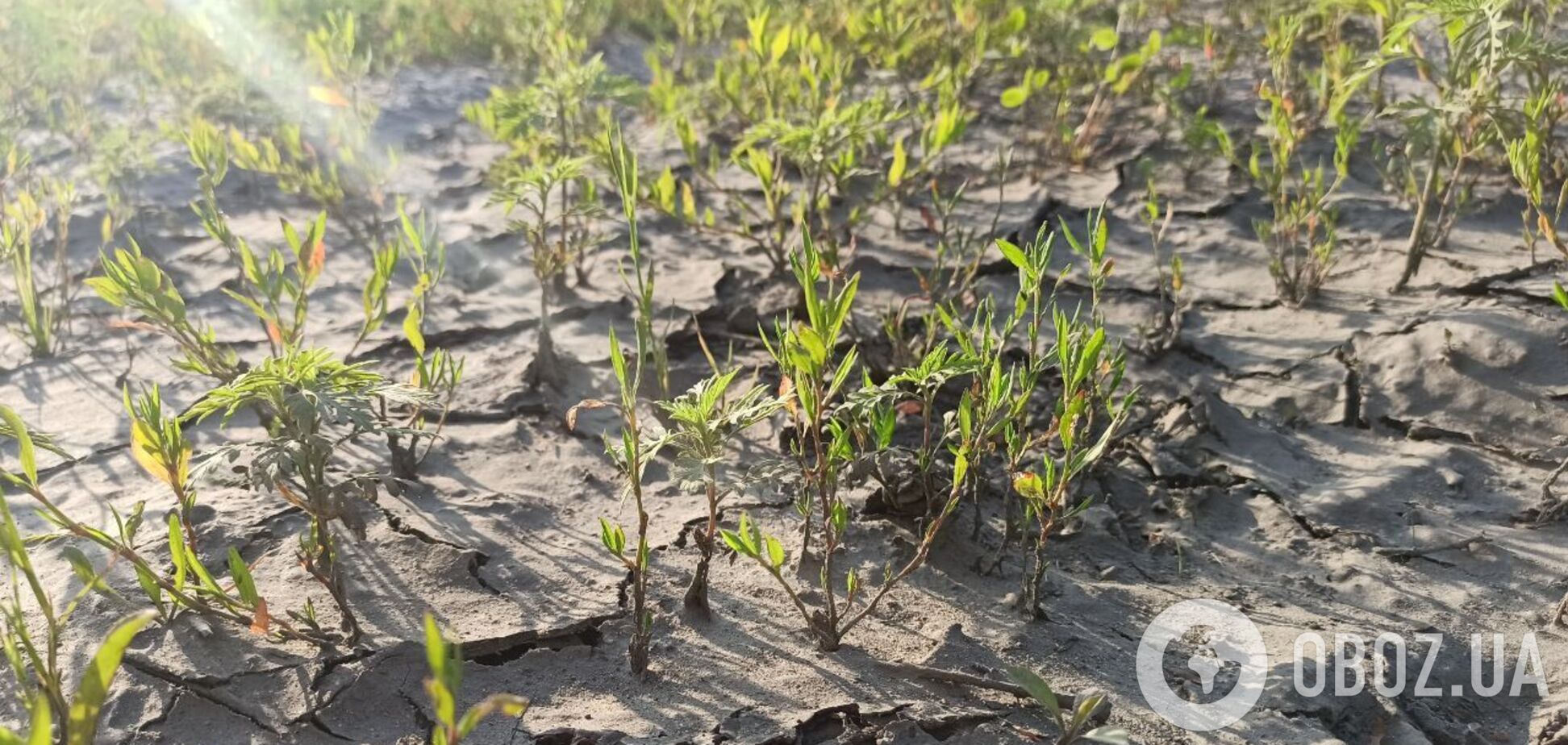 Почему ускорилось глобальное потепление: ученые указали на неожиданную причину