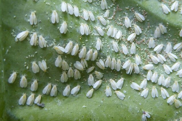 Как избавиться от белокрылки на огороде: профессиональные советы