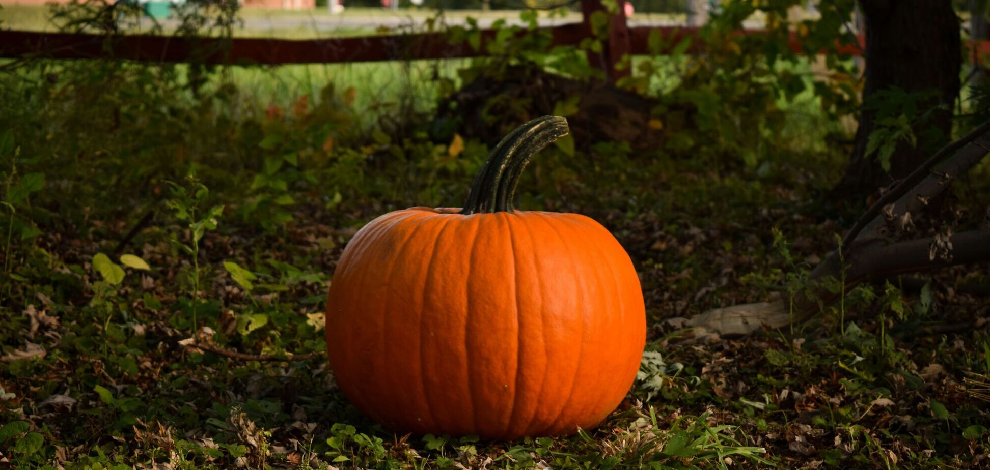 Как вырастить крупные сочные тыквы: советы