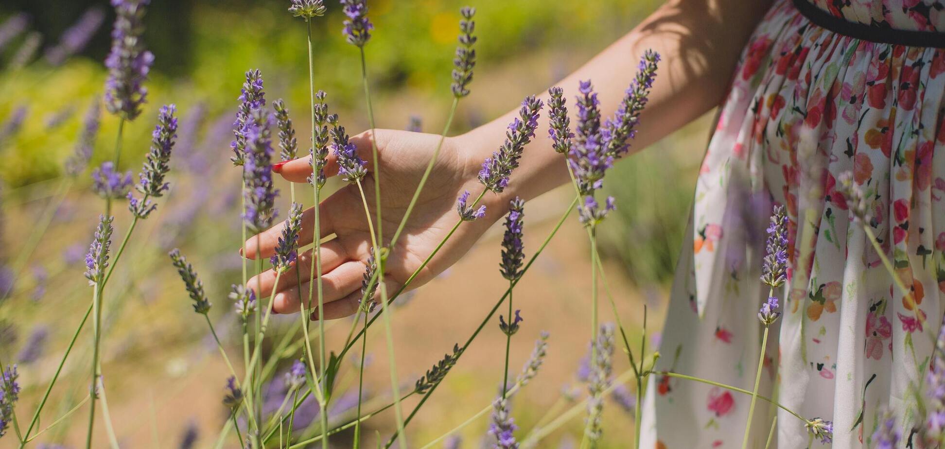 Когда надо обрезать лаванду, чтобы она не выросла древовидной: идеальное время