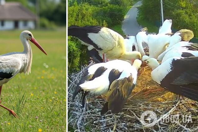 'Навіть не віриться': врятоване лелеченя Катруся знайшло зграю, мережу зворушили кадри 'прощального' польоту. Відео