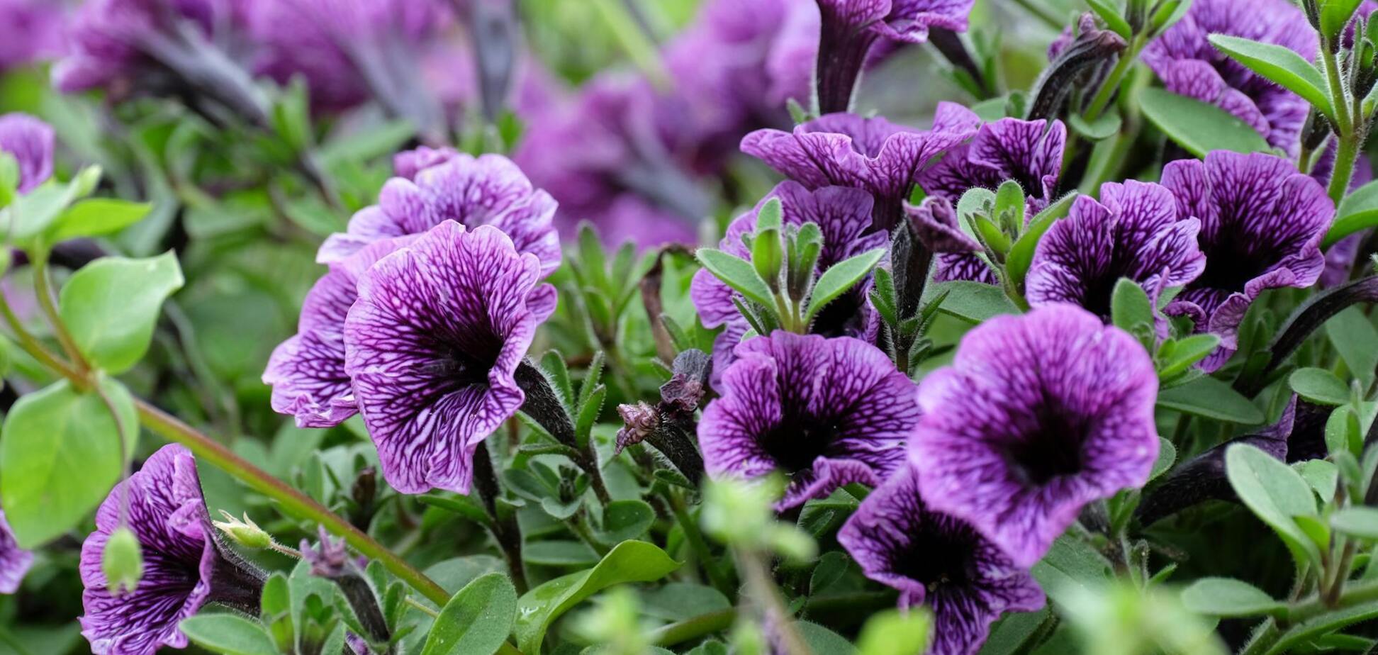 Як зробити, щоб петунія цвіла до осені: поради