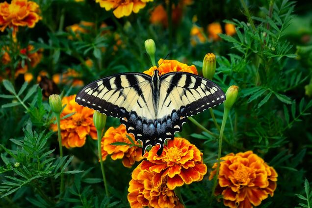 Как сделать, чтобы бархатцы пышно цвели все лето: простая хитрость