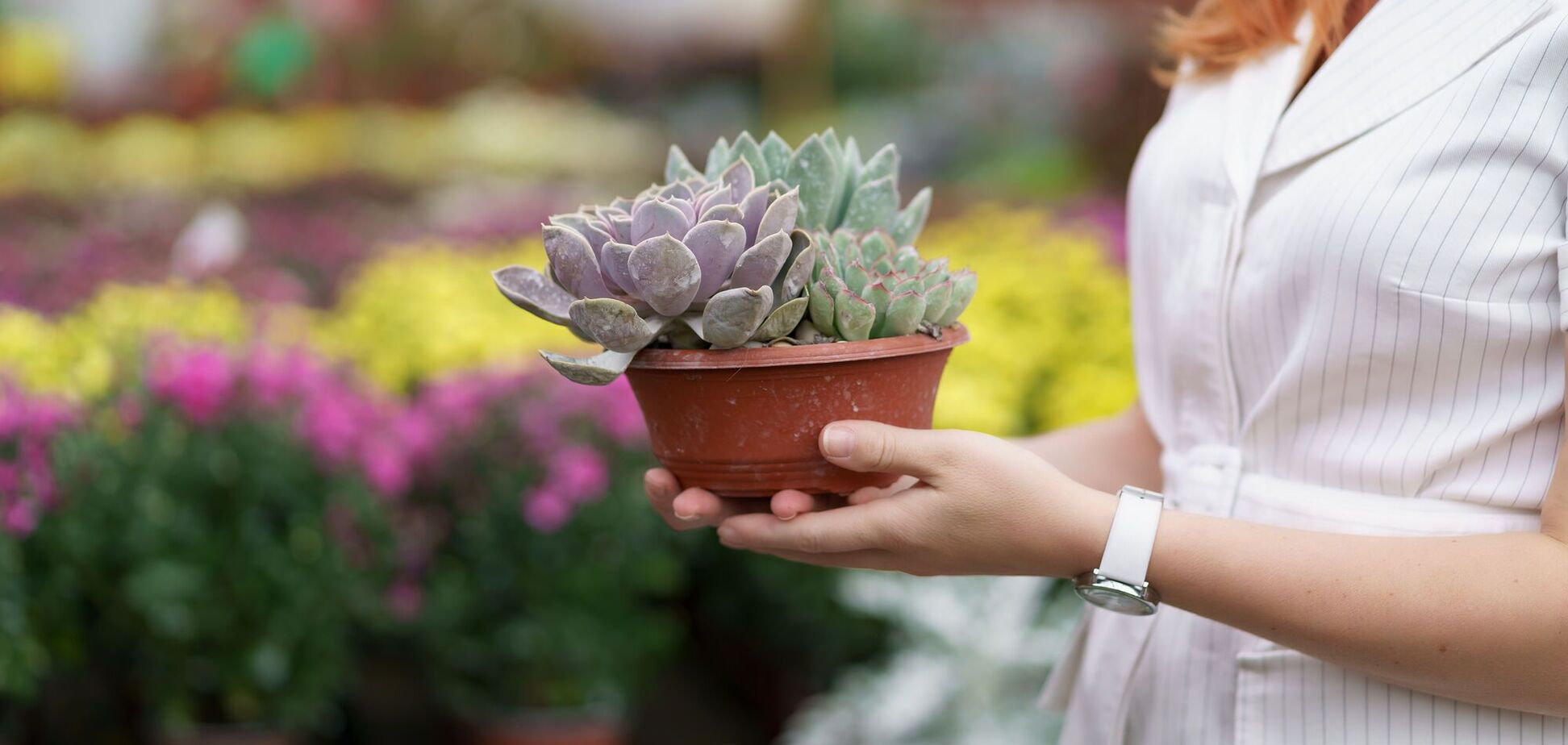 Як часто треба поливати сукуленти: поради для новачків