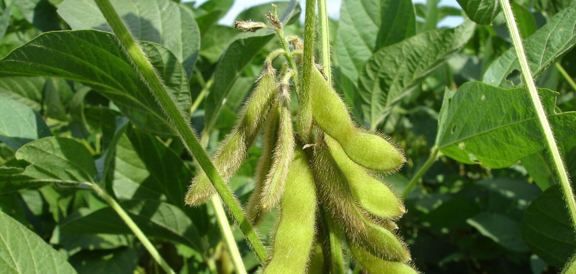 Как 10% экспортная пошлина на экспорт сои и рапса ударит по украинскому агросектору