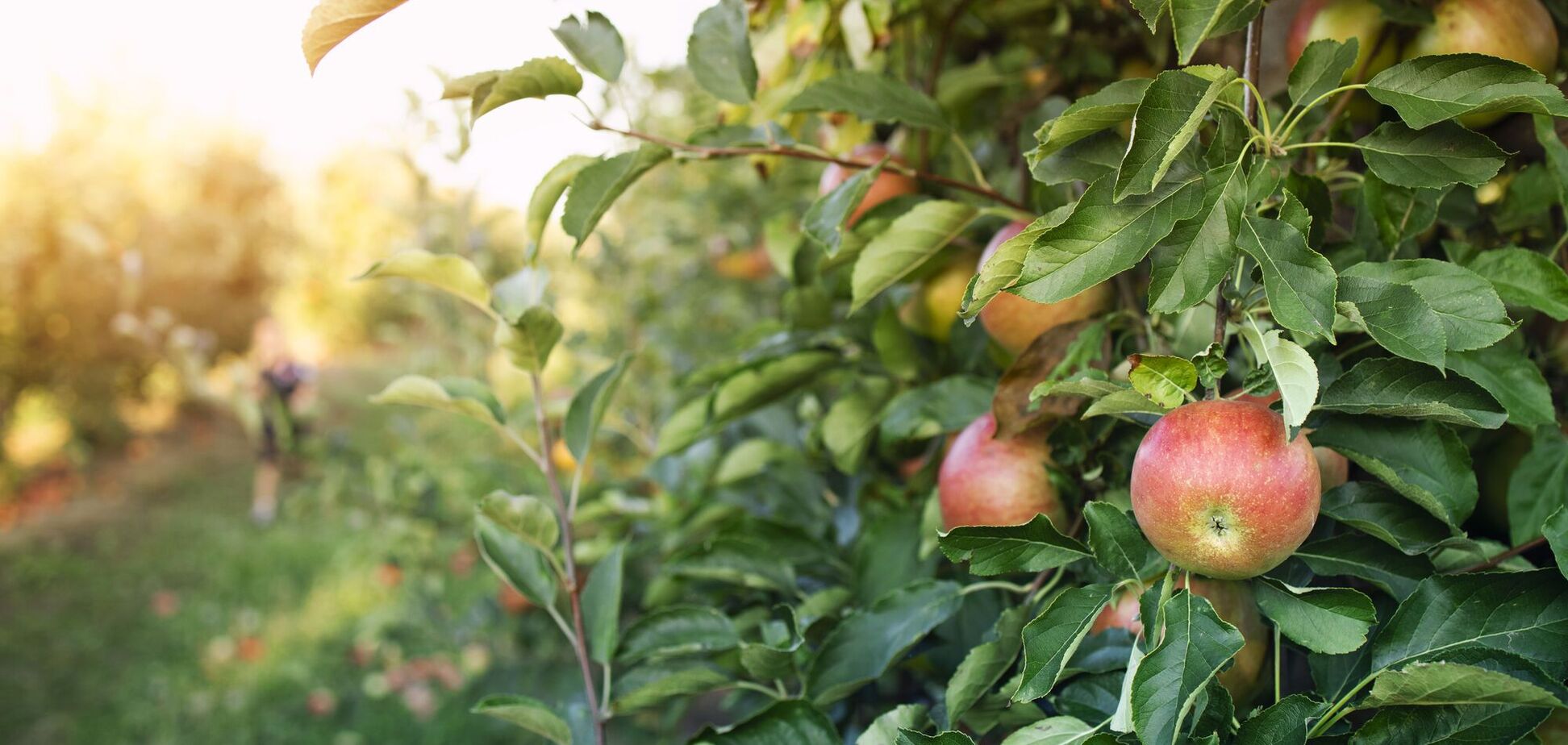 Урожай будет рекордным: чем подкормить яблоню в июле
