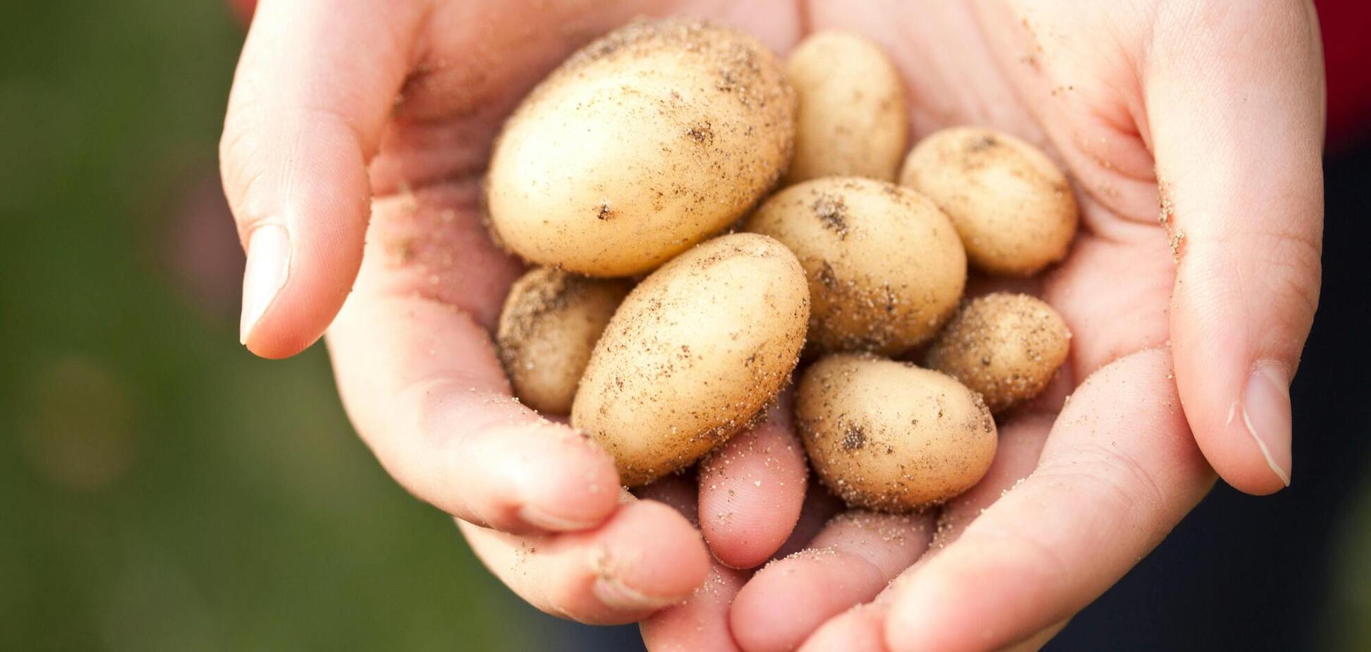 Где хранить картофель, чтобы он не портился до 6 месяцев: необычное место