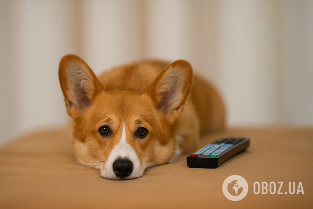 У собак есть любимые телепередачи: ученые определили, какие