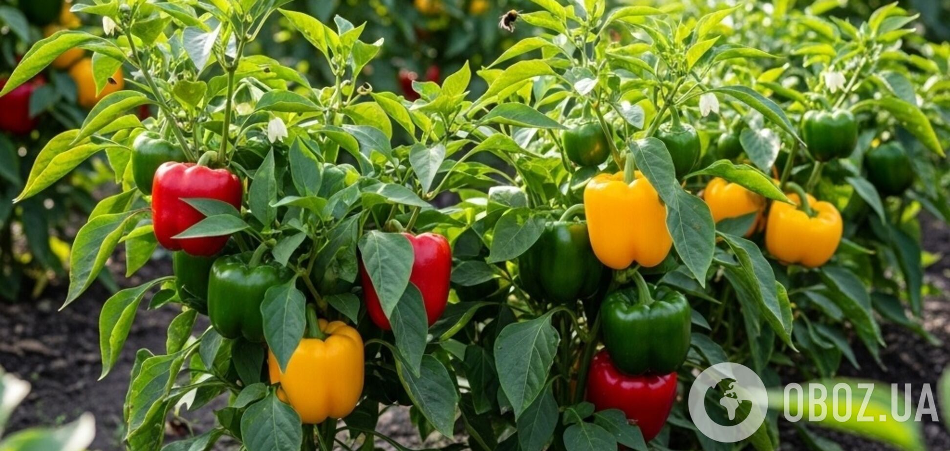 Чем подкормить перец в июле: как не навредить