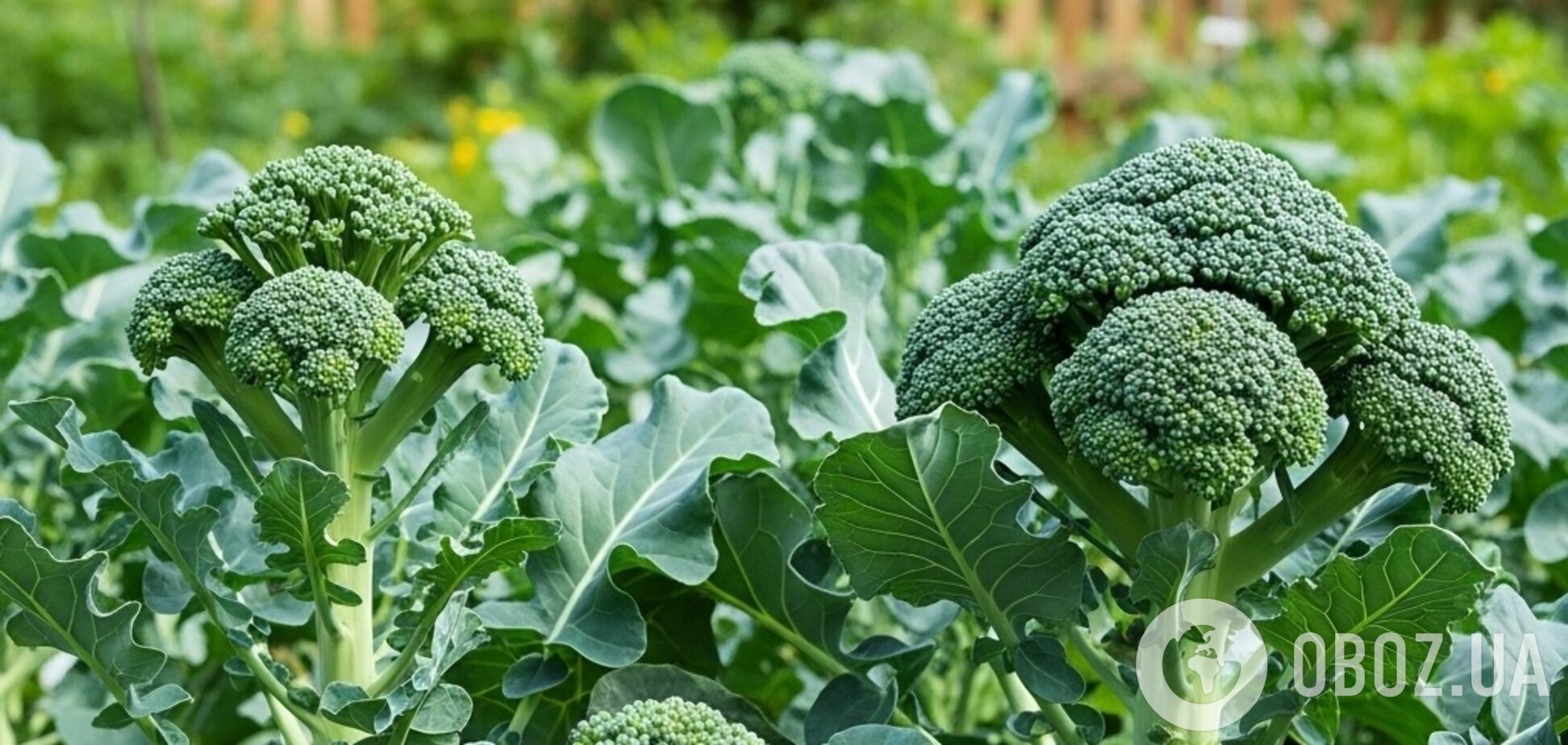Коли треба збирати броколі для найкращого смаку: поради
