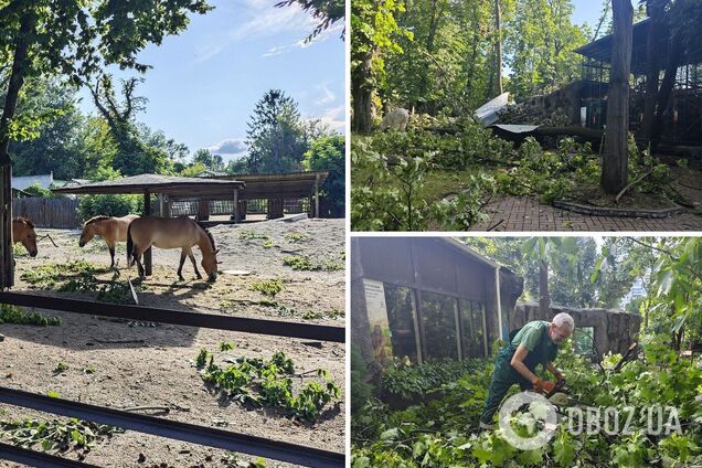Повреждены вольеры, сломаны деревья: Киевский зоопарк пострадал в результате непогоды 22 июля. Фото