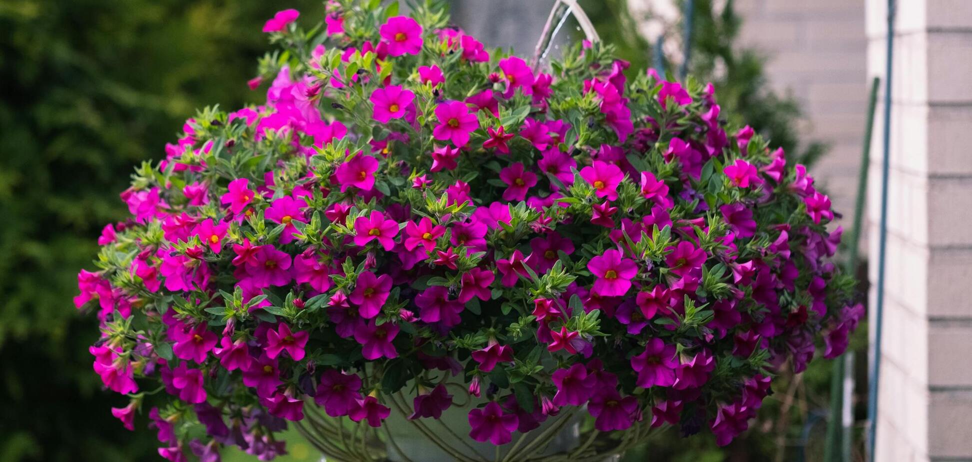 Чим підживити сурфінії: цвістимуть вдвічі більше