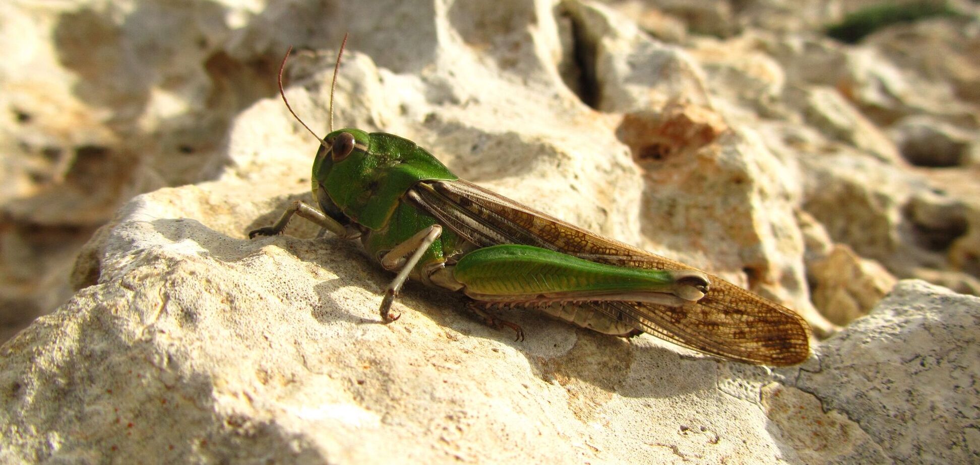 Нашестя сарани перетворили на бізнес