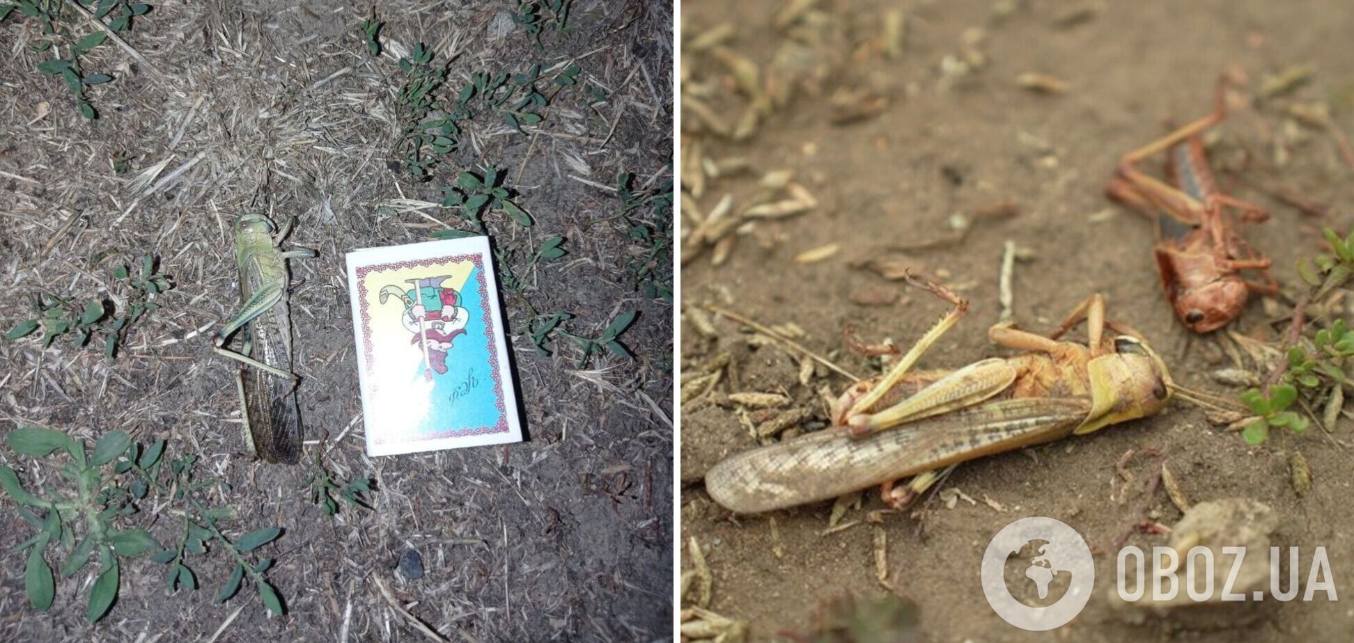 В Україні почалося нашестя сарани: професор пояснив причини і чи варто панікувати