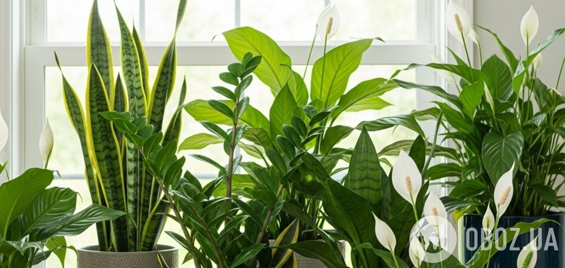 Живуть десятиліттями: які кімнатні рослини обрати новачку