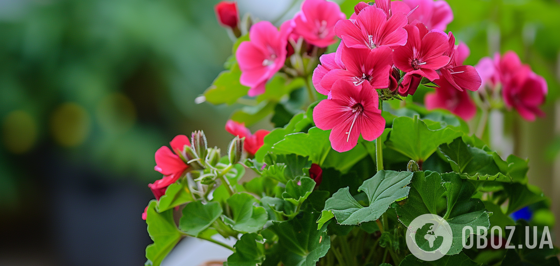 Чтобы постоянно цвела: как часто надо поливать герань