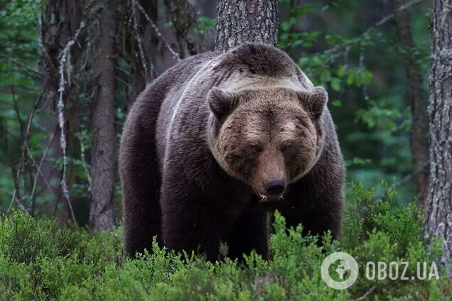 В Чернобыльской зоне заметили редкое и крайне осторожное животное украинского Полесья. Фото